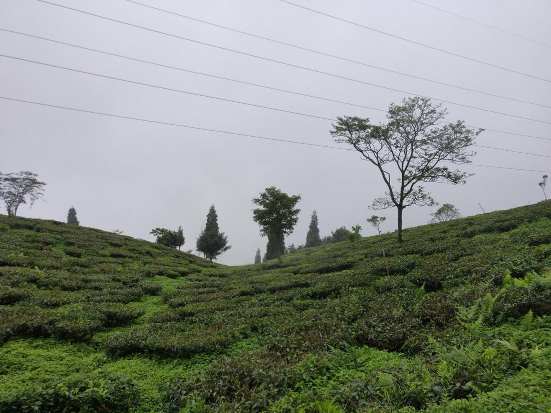🌿 Okayti Darjeeling Tea: A Heritage Brew from the Himalayas | LeaflyBrew