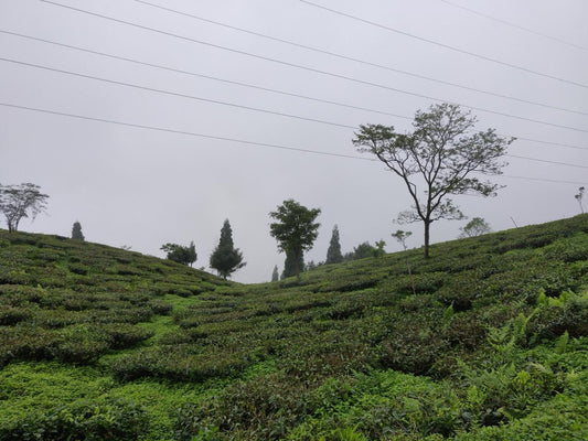 🌿 Okayti Darjeeling Tea: A Heritage Brew from the Himalayas | LeaflyBrew
