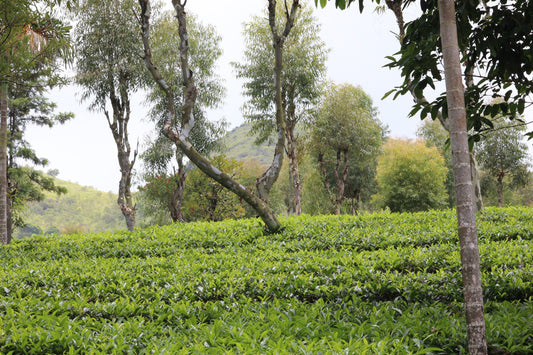 🌿 Green Tea vs. Darjeeling Tea: What's the Real Difference? | LeaflyBrew